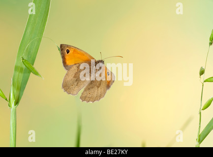 Wiese braun Schmetterling Maniola Jurtina im Flug kostenlos flying High Speed Fototechnik Stockfoto