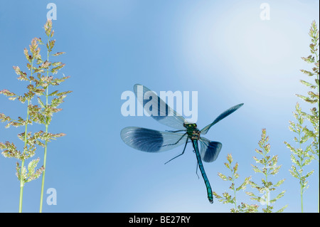 Gebänderten Prachtlibelle Damselfly Calopteryx Splendens Männchen im Flug frei fliegen hohe Geschwindigkeit Fototechnik Stockfoto