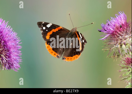 Red Admiral Butterfly Vanessa Atalanta im Flug frei fliegenden High Speed-Fototechnik Stockfoto