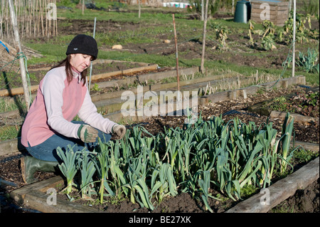 Junge Frau Prüfung Winter Porree & Gemüse auf Zuteilung Kent UK Stockfoto