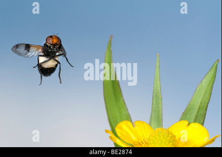 Hoverfly Volucella Pellucens im Flug frei fliegenden High Speed-Fototechnik Stockfoto