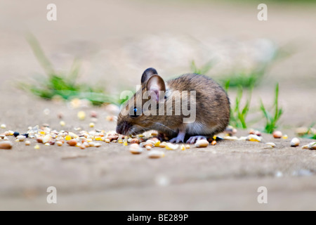 Waldmaus, auch bekannt als Feld oder Long-tailed Maus Essen Vogelfutter auf Terrasse im Garten mit Fokus-Hintergrund