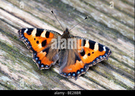 Kleine Schildpatt Schmetterling Aglais Urticae ruht mit Flügeln am Garten Terrasse geöffnet Stockfoto