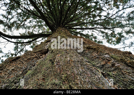 Nahaufnahme von den Flechten bedeckten Stamm Sequoiadendron Giganteum (Riesenmammutbaum, Sierra Redwood oder Wellingtonia) Stockfoto