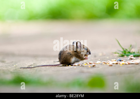 Waldmaus, auch bekannt als Feld oder Long-tailed Maus Essen Vogelfutter auf Terrasse im Garten mit Fokus-Hintergrund Stockfoto