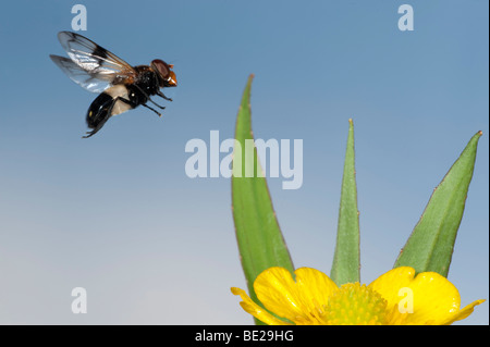 Hoverfly Volucella Pellucens im Flug frei fliegenden High Speed-Fototechnik Stockfoto