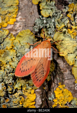 Rosig Lackei Moth Miltochrista Miniata auf Flechten bedeckt Baumstamm. Stockfoto