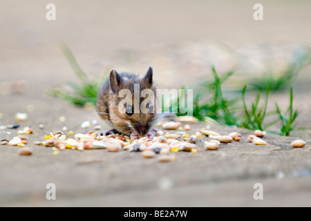 Waldmaus, auch bekannt als Feld oder Long-tailed Maus Essen Vogelfutter auf Terrasse im Garten mit Fokus-Hintergrund Stockfoto