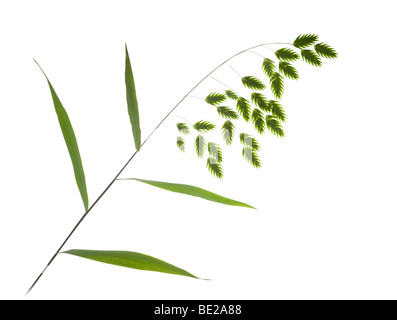 Im Sommer, Blütenstände der nördlichen Sehafer (Chasmanthium Latifolium). Blütenstände d ' Avoine Sauvage, En Été. Stockfoto