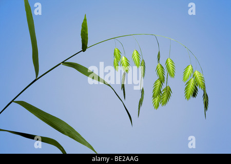 Im Sommer, Blütenstände der nördlichen Sehafer (Chasmanthium Latifolium). Blütenstände d ' Avoine Sauvage, En Été. Stockfoto