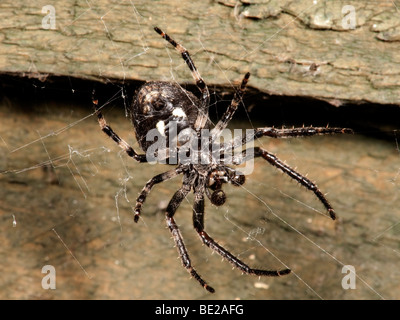 Walnut Orb Weaver Spider Nuctenea Umbratica Nocturnat am Zaun Panel im Garten Stockfoto