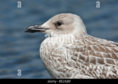 Juvenile gelben Beinen Möwe (Larus Michahellis), Norfolk, England Stockfoto