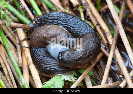 Schnecke; Arion Ater; Paarung Stockfoto