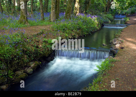 Glockenblumen im Tehidy Country Park; Cornwall Stockfoto