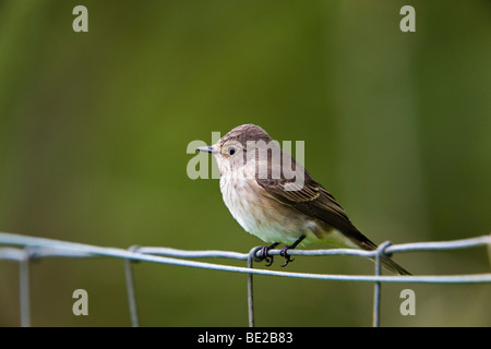 Grauschnäpper; Muscicapa Striata; Stockfoto