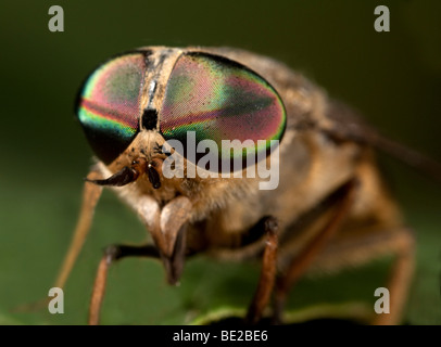 Pferdefliege Tabanus Bromius Makro Nahaufnahme zeigt großes Facettenauge Stockfoto