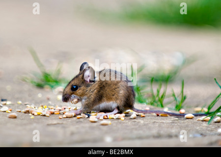 Waldmaus, auch bekannt als Feld oder Long-tailed Maus Essen Vogelfutter auf Terrasse im Garten mit Mund gefüllt mit Samen
