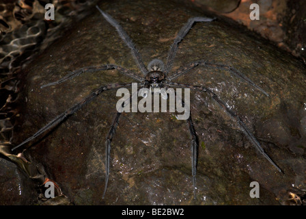 Angeln Spider Dolomedes sp auf Felsen von Stream Beine auf die Oberflächenspannung des Wassers Guayacan Provincia de Limon Costa Rica Stockfoto