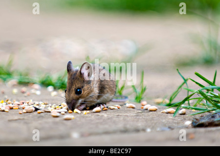 Waldmaus, auch bekannt als Feld oder Long-tailed Maus Essen Vogelfutter auf Terrasse im Garten mit Fokus-Hintergrund