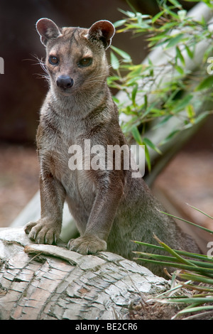 Fossa Cryptoprocia Ferox gefährdeten Cites Appendix II größte Säugetier-Fleischfresser Madagaskar stehend auf Log endemisch in Gefangenschaft Stockfoto