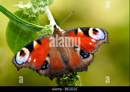 Peacock Butterfly Inachis Io ruhen mit Flügel öffnen auf Garten Strauch Stockfoto