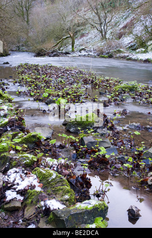 Der Fluss Wye im Winter bei Chee Dale im Wye Valley in der Nähe von Buxton im Peak District in Derbyshire Stockfoto