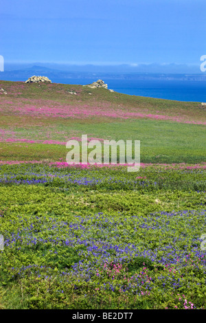 Glockenblumen und rote Campion in Blume auf der Insel Skomer; Blick auf der walisischen Küste Stockfoto