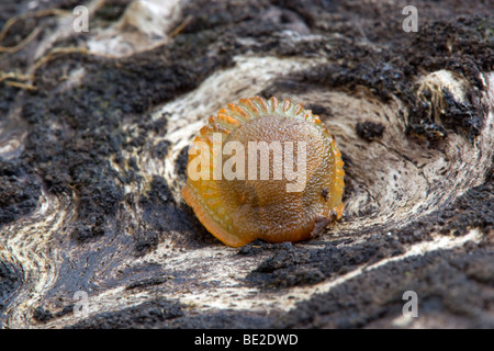 Schnecke; Arion Ater; auf Felsen Stockfoto