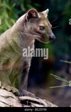 Fossa Cryptoprocia Ferox gefährdeten Cites Appendix II größte Säugetier-Fleischfresser Madagaskar Porträt Gesicht endemisch in Gefangenschaft Stockfoto