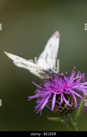 kleiner weißer Schmetterling; Artogeia Rapae; auf Flockenblume Stockfoto