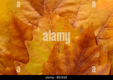 Herbstlaub Stillleben Zusammensetzung Stockfoto