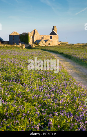 Glockenblumen in Blume neben dem Weg, das alte Bauernhaus auf Skomer Island; Wales Stockfoto