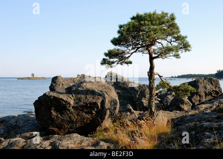 Eine Kiefer, Pinus Sylvestris, wächst am geschützten Ort auf der felsigen Insel des Archipels Porvoo, Porvoo, Finnland, Stockfoto