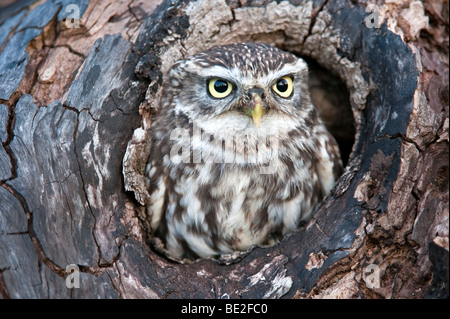 Steinkauz im hohlen Baum Stockfoto