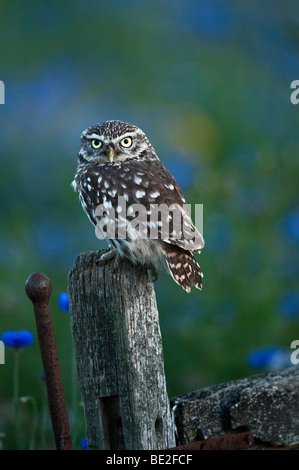 Steinkauz thront auf einem Pfosten Stockfoto