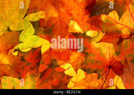 Bunte Ahornblätter Herbst Hintergrund Stockfoto