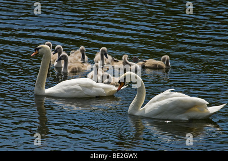 Paar Schwäne mit neun Signets. Stockfoto