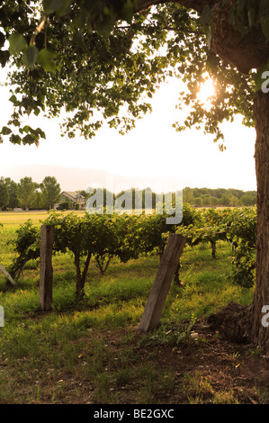 USA, New Mexico, Albuquerque-Anderson Valley Vineyards Stockfoto