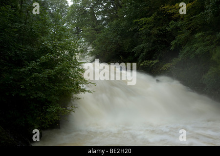 Swallow Falls ist ein Wasserfall System in der Nähe von Betws-y-Coed in Conwy, Wales Stockfoto