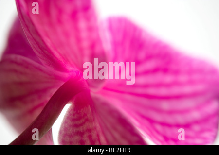 Rosa Schmetterling Orchidee Blume Stockfoto