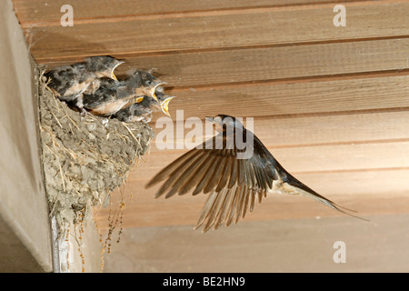 Rauchschwalbe am Nest Stockfoto