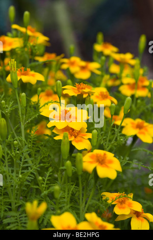 Ringelblume, Zitrone Marigold (Starfire) - Tagetes Tenuifolia Pumila Signet Stockfoto