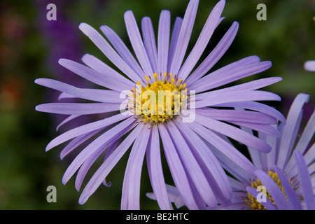 New England Aster-Symphyotrichum novae-angliae Stockfoto