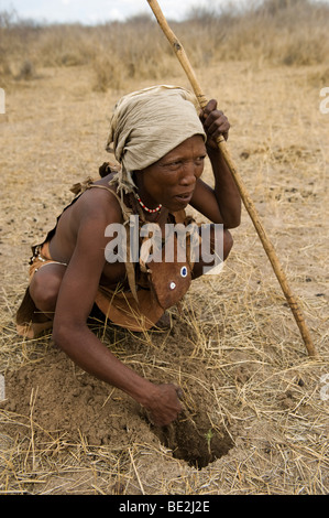 Naro Buschmänner (San) Umgraben eine essbare Wurzel, Central Kalahari, Botswana Stockfoto