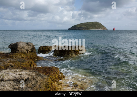 Puffin Insel Anglesey, Wales, UK Stockfoto
