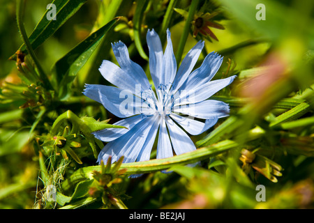 Chicorée-Blume (Cichorium Intybus) Stockfoto