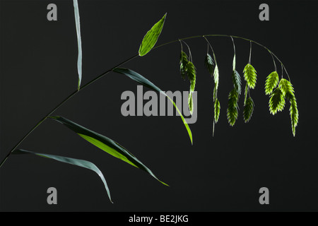 Im Sommer, Blütenstände der nördlichen Sehafer (Chasmanthium Latifolium). Blütenstände d ' Avoine Sauvage, En Été. Stockfoto