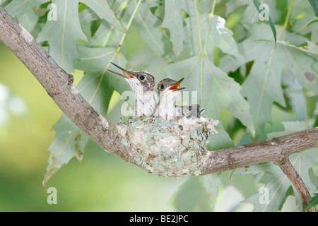 Rubin-throated Kolibrinest mit Küken Stockfoto