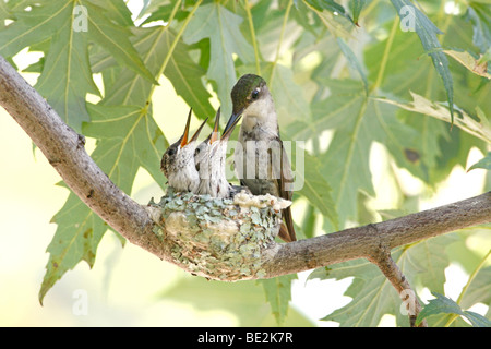Rubin-throated Kolibrinest mit weiblichen Fütterung Nestlinge Stockfoto