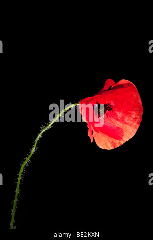 Nickte Kopf ein Feld oder Englisch Mohn (Papaver Rheos) auf schwarzem Hintergrund Stockfoto